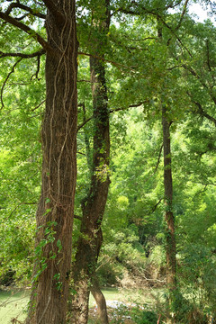 樹(shù)林