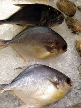 鳊魚 倉魚 海鮮 魚類 美食