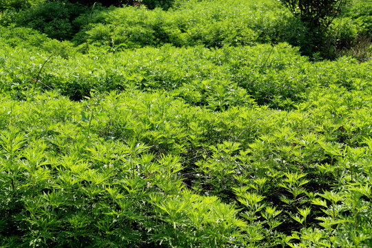 植物背景
