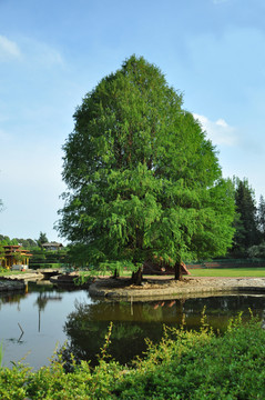青山綠水
