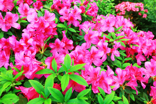 杜鵑花叢