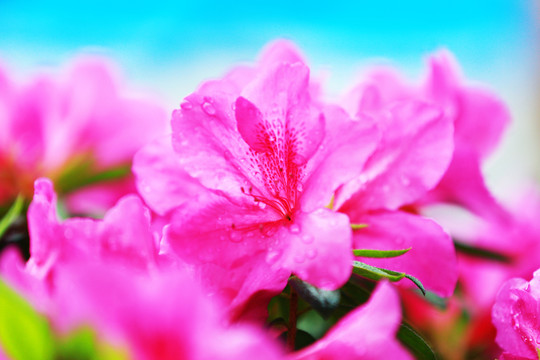 杜鵑花