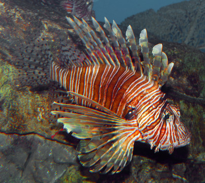 獅子魚(yú)