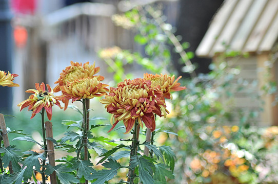 菊花