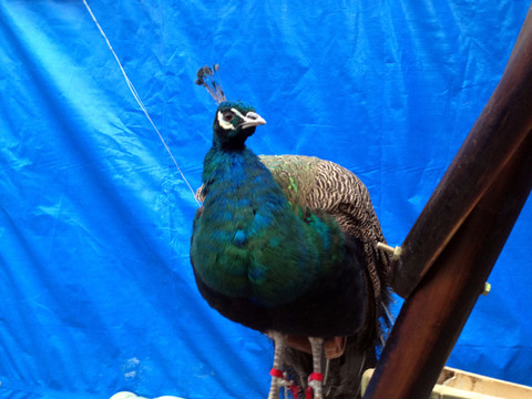 孔雀 鳥 禽類 雞形目 雉科