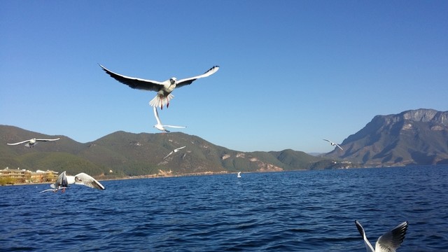 海鷗暢游