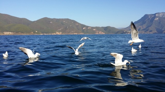 海鷗覓食