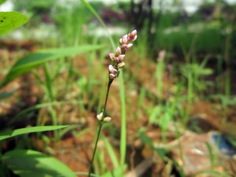 路邊的野花