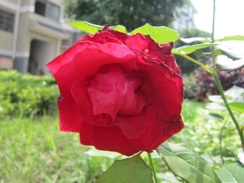 月季花