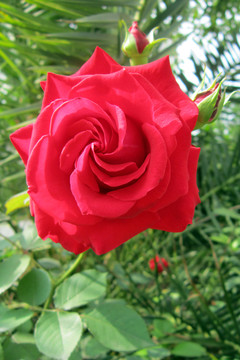 玫瑰花