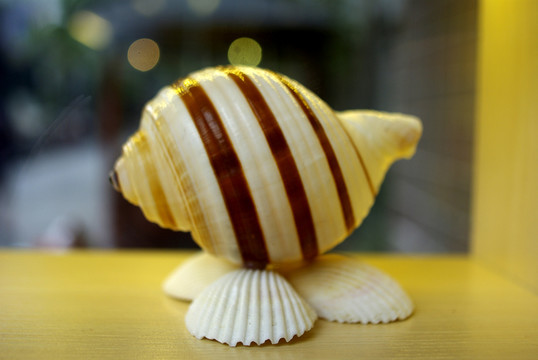 海螺裝飾品