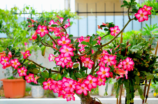 花卉 沙漠玫瑰