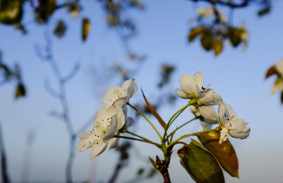 蘋果花