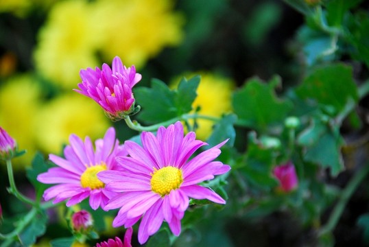 菊花