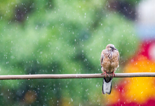 雨中的鳥