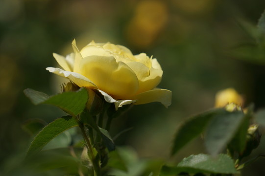 模糊虛化嫩黃薔薇