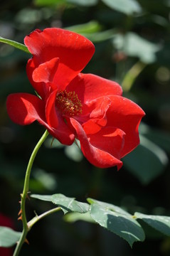 側(cè)光紅月季奇特花瓣