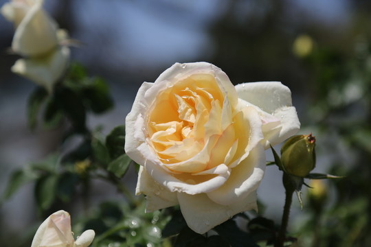 香檳色月季花