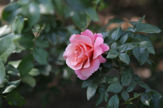 優(yōu)雅粉紅月季花