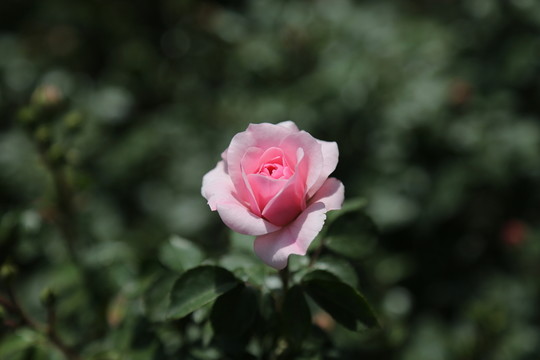月季花蕾