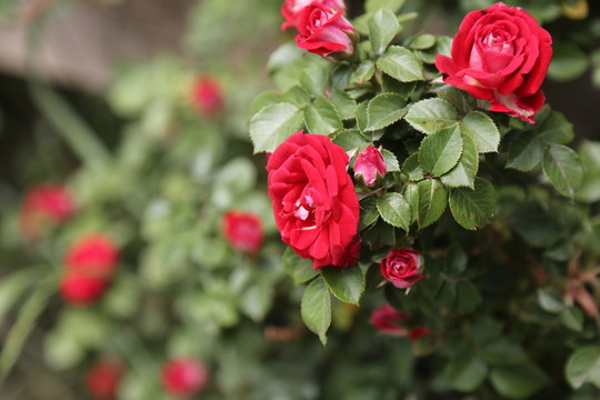 紅薔薇