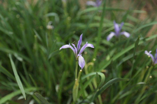 小蘭花