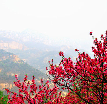 桃花盛開大山里