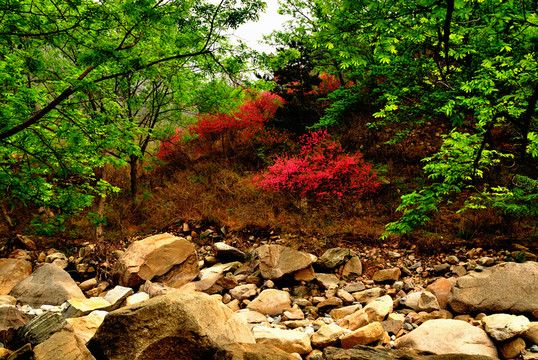 紅花綠樹在山野