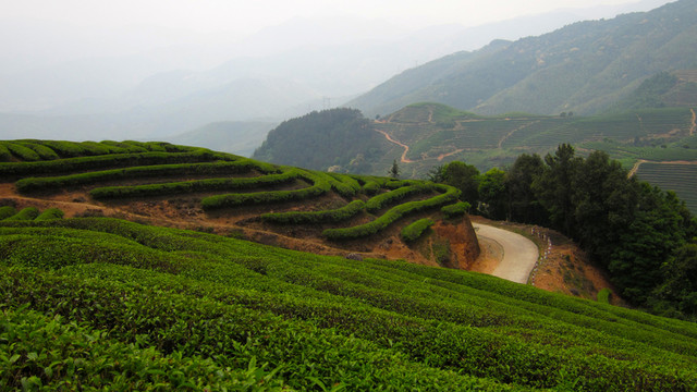 綠色茶山