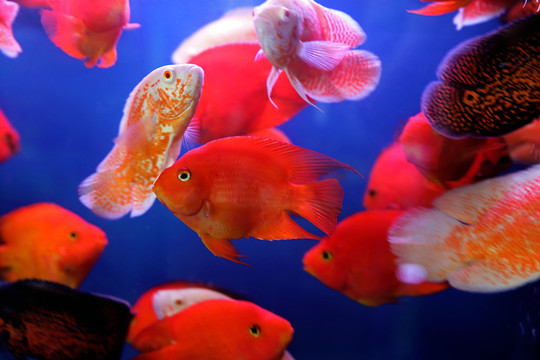 紅魚(yú)