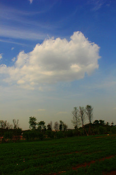 草地 藍(lán)天