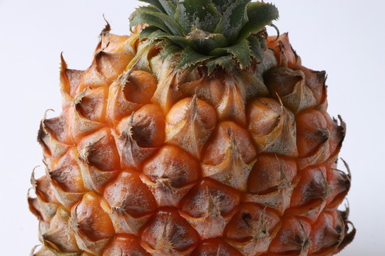 菠蘿