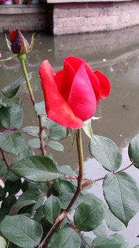 紅玫瑰花