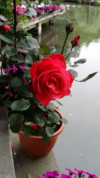盛開玫瑰花