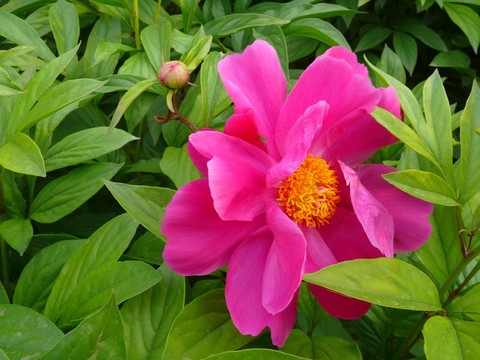 芍藥花