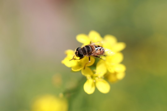 蜜蜂