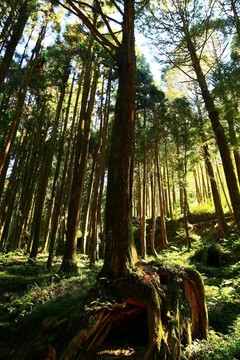 原始森林