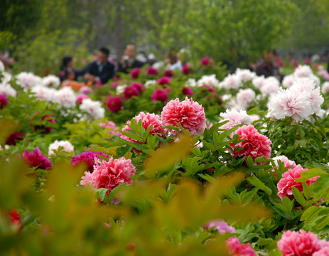 牡丹花開 富貴滿園