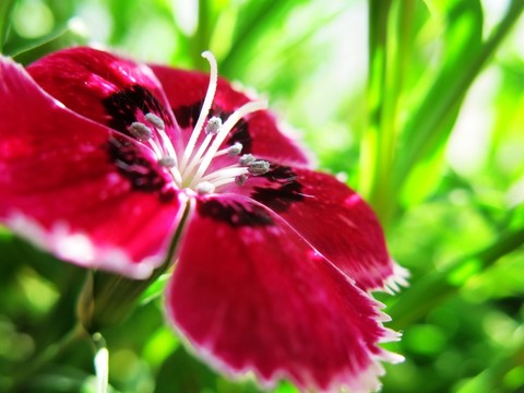 石柱子花 石竹花