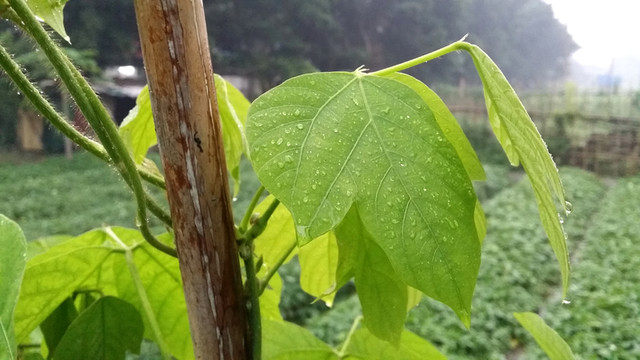 嫩苗