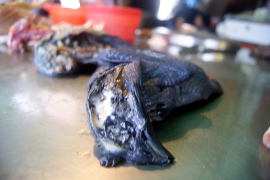 烏雞