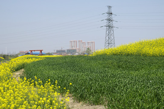 城市郊區(qū)麥田油菜花