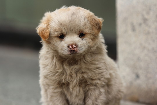 小狗