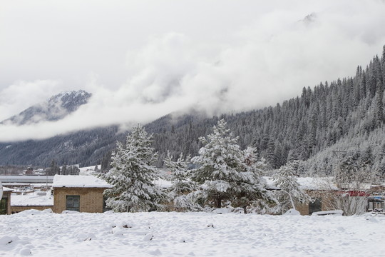 鞏乃斯林場雪景