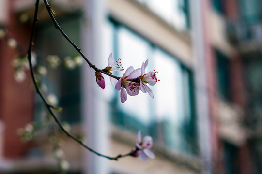 桃花朵朵開