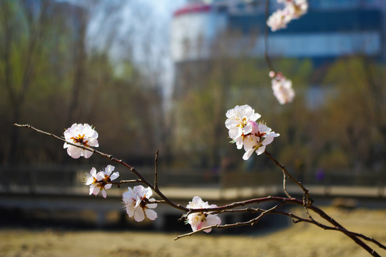桃花開(kāi)