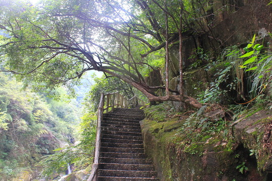 臥龍谷