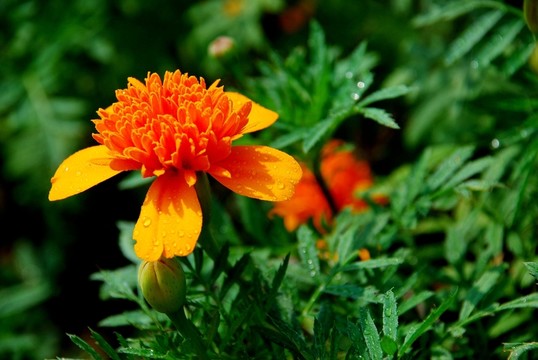 小花