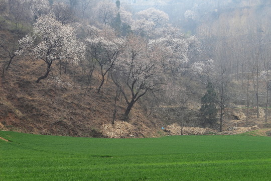 新密尖山杏花節(jié)