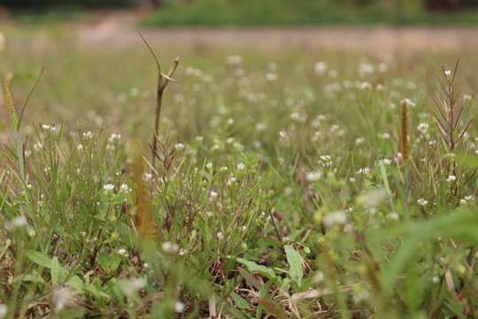 草地